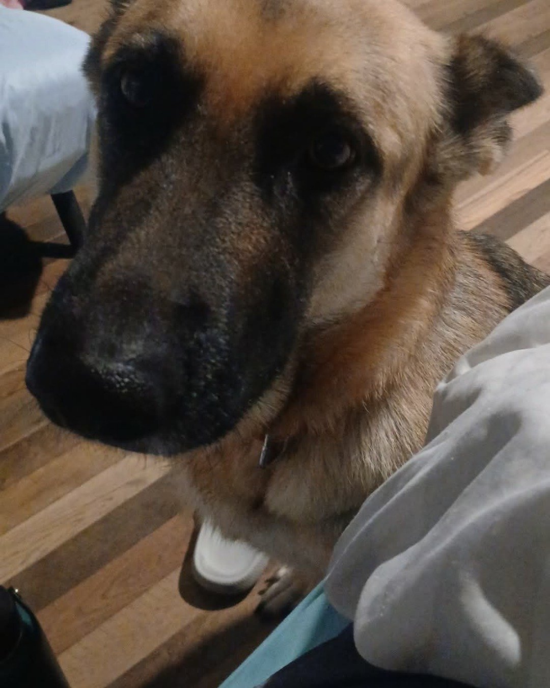 Sammy the German shepherd. Dog, German Shepherd