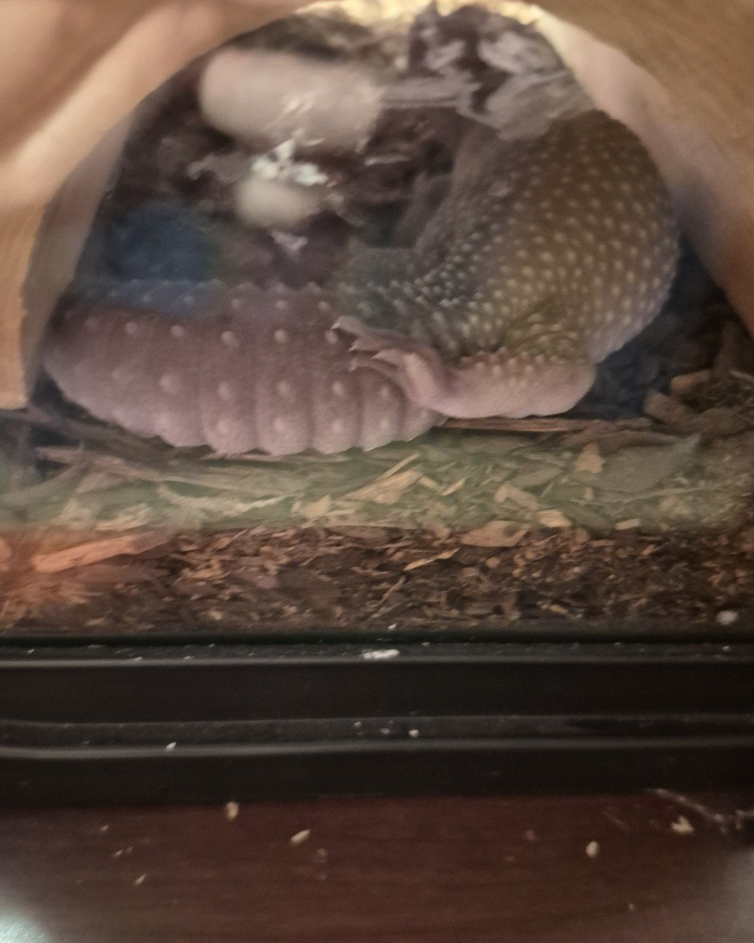 crystal the blizzard lepord gecko. Armadillo
