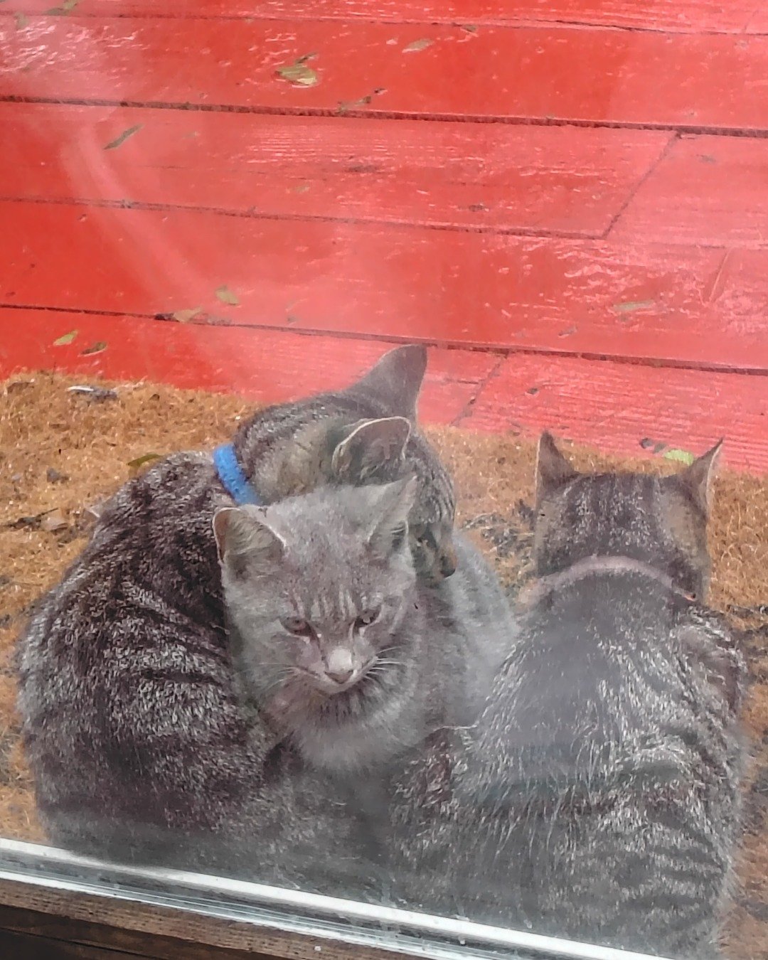 The brothers {Zeus peanut Oreo and sometimes there sister an the domestic short-haired. Cat, Kitten, Manx