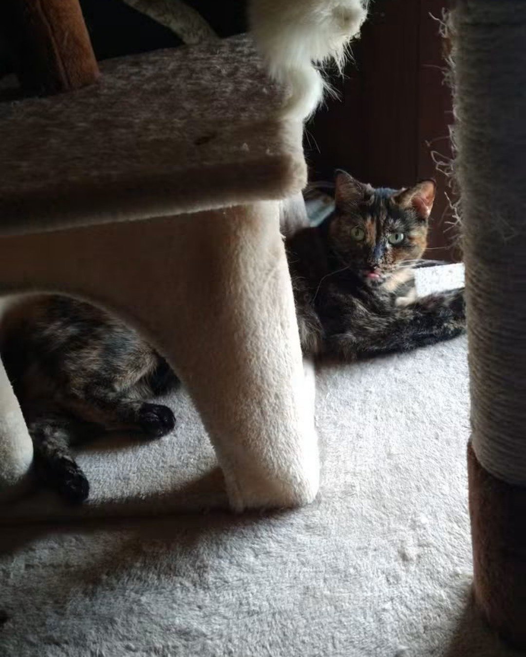 Gizmo. Cat, Kitten
