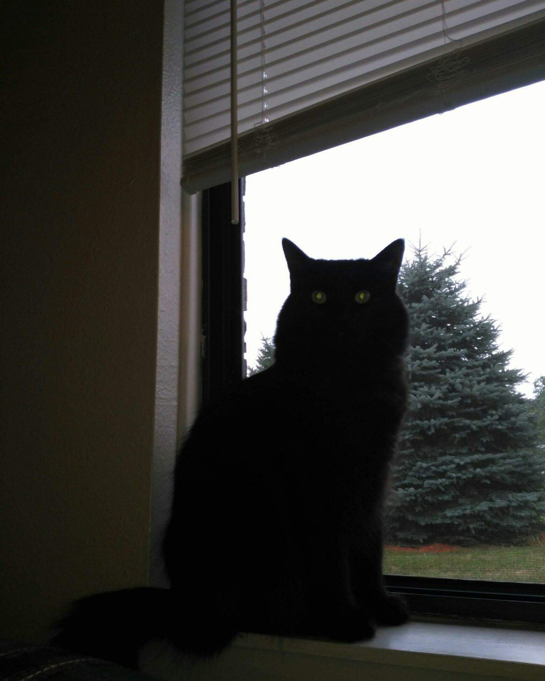 Sylvester the Unsure. Cat, Home Decor, Black Cat, Silhouette, Window