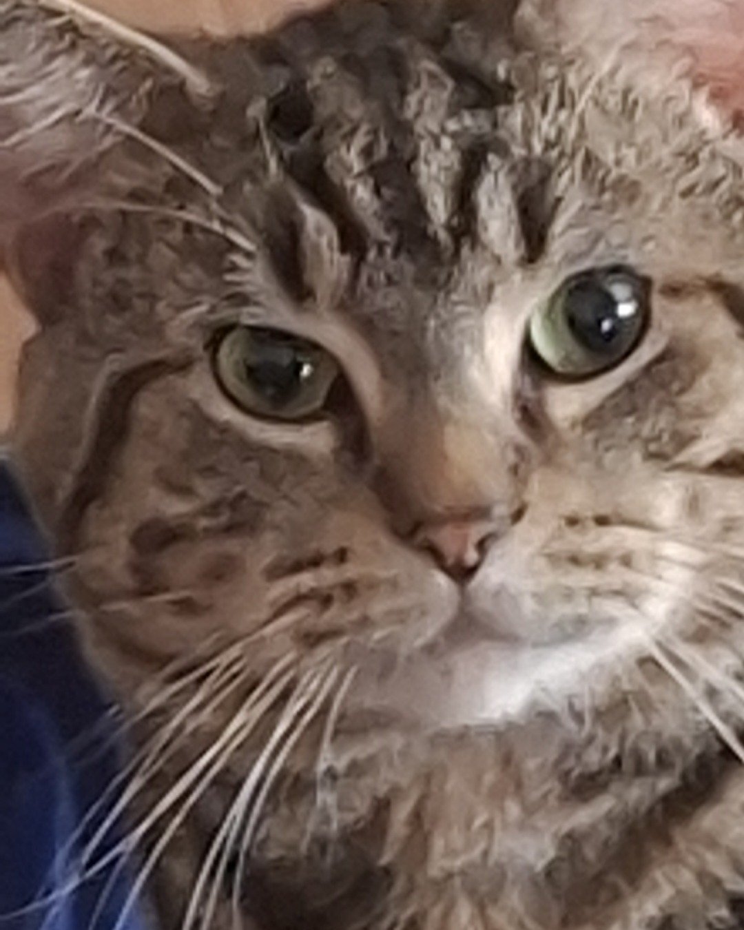 Hermes the taby. Cat, Abyssinian, Person