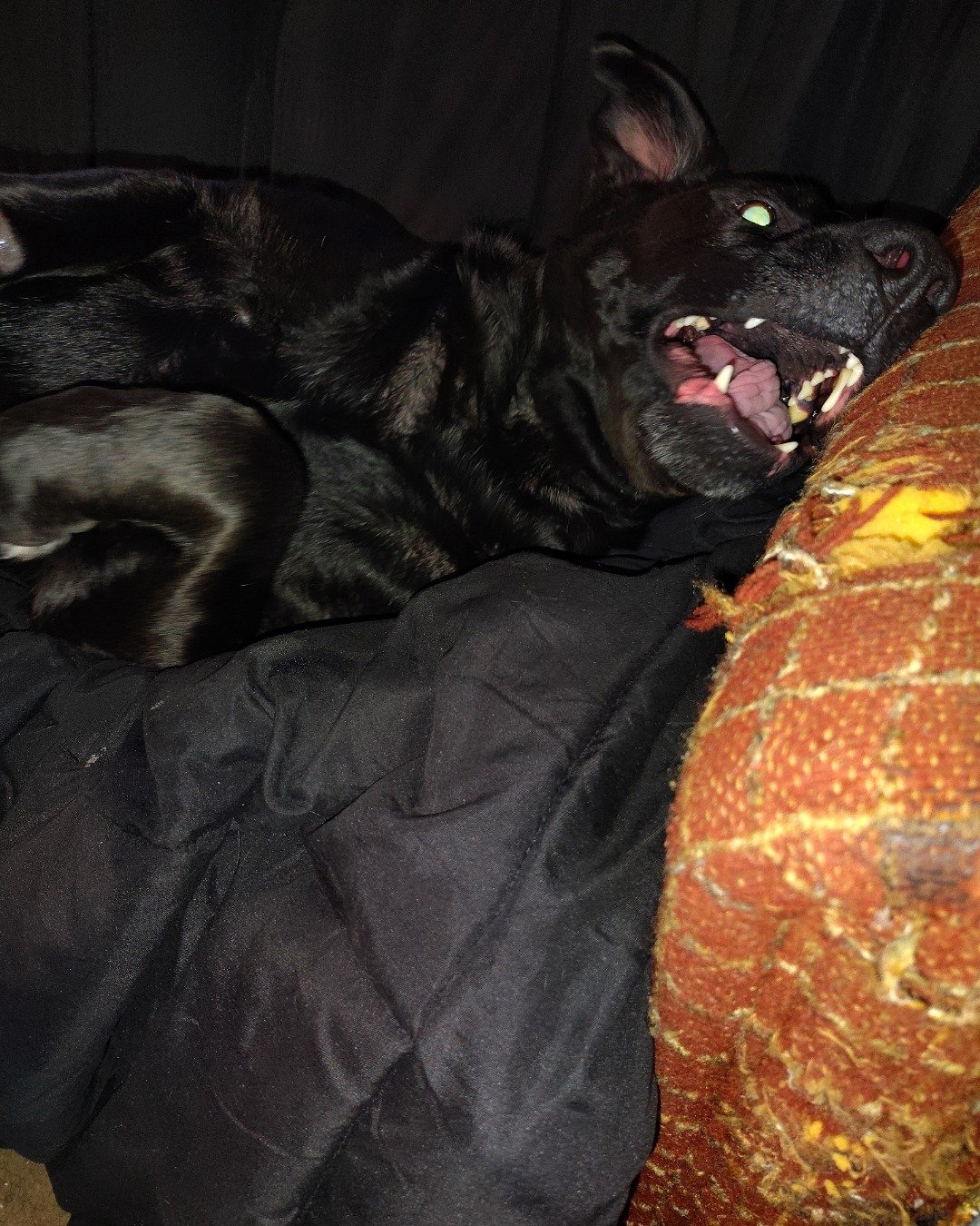 Titan the black Lab. Couch, Furniture, Dog
