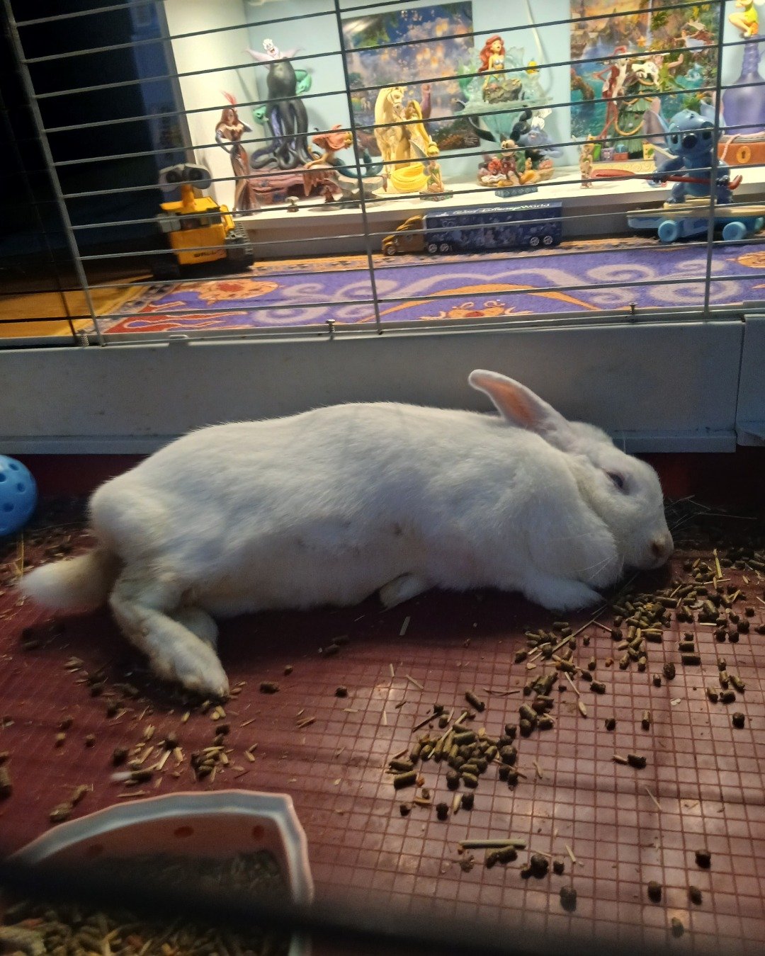 pinky. Rabbit, Hare, Rodent, Pig, Person