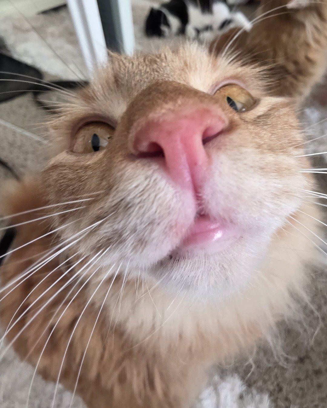 Jean-Luc the Orange Domestic Longhair. Person, Cat, Body Part, Mouth, Kitten