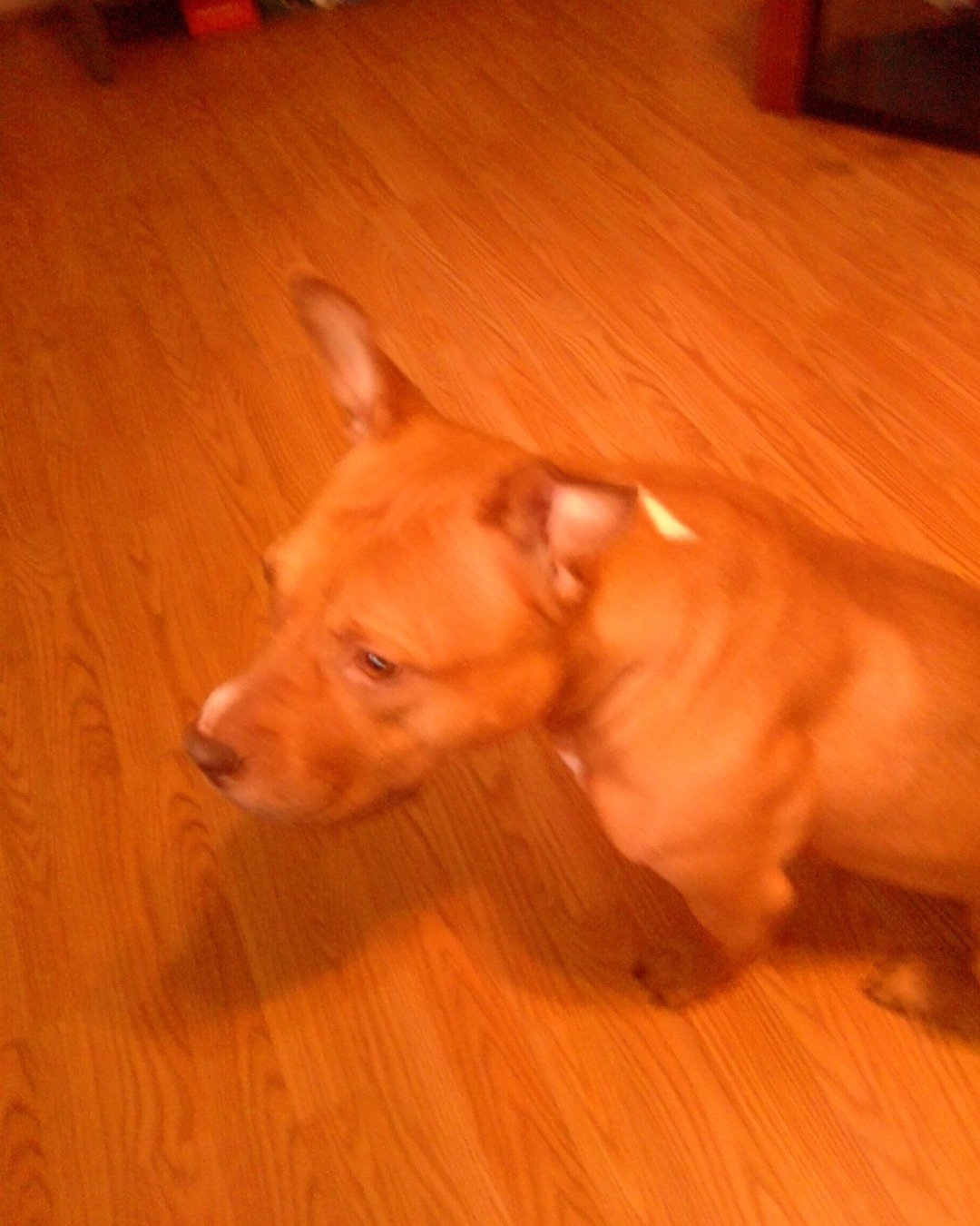 luna the bulldog. Floor, Wood, Flooring, Hardwood, Dog, Puppy