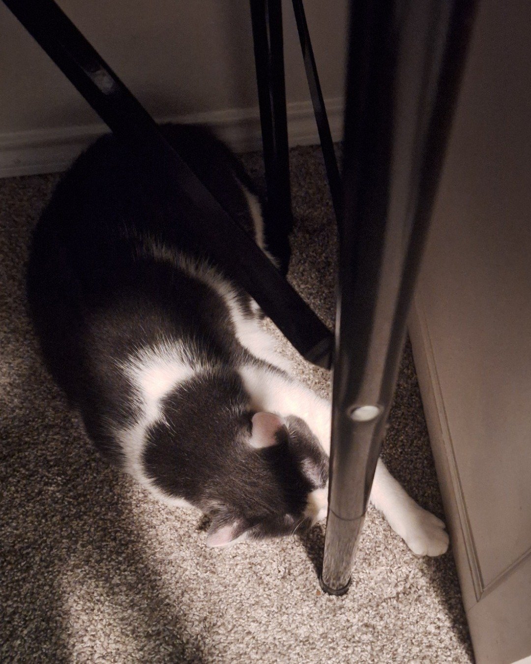 Cloudfur the American Shorthair. Floor, Flooring, Cat, Manx, Door, Kitten