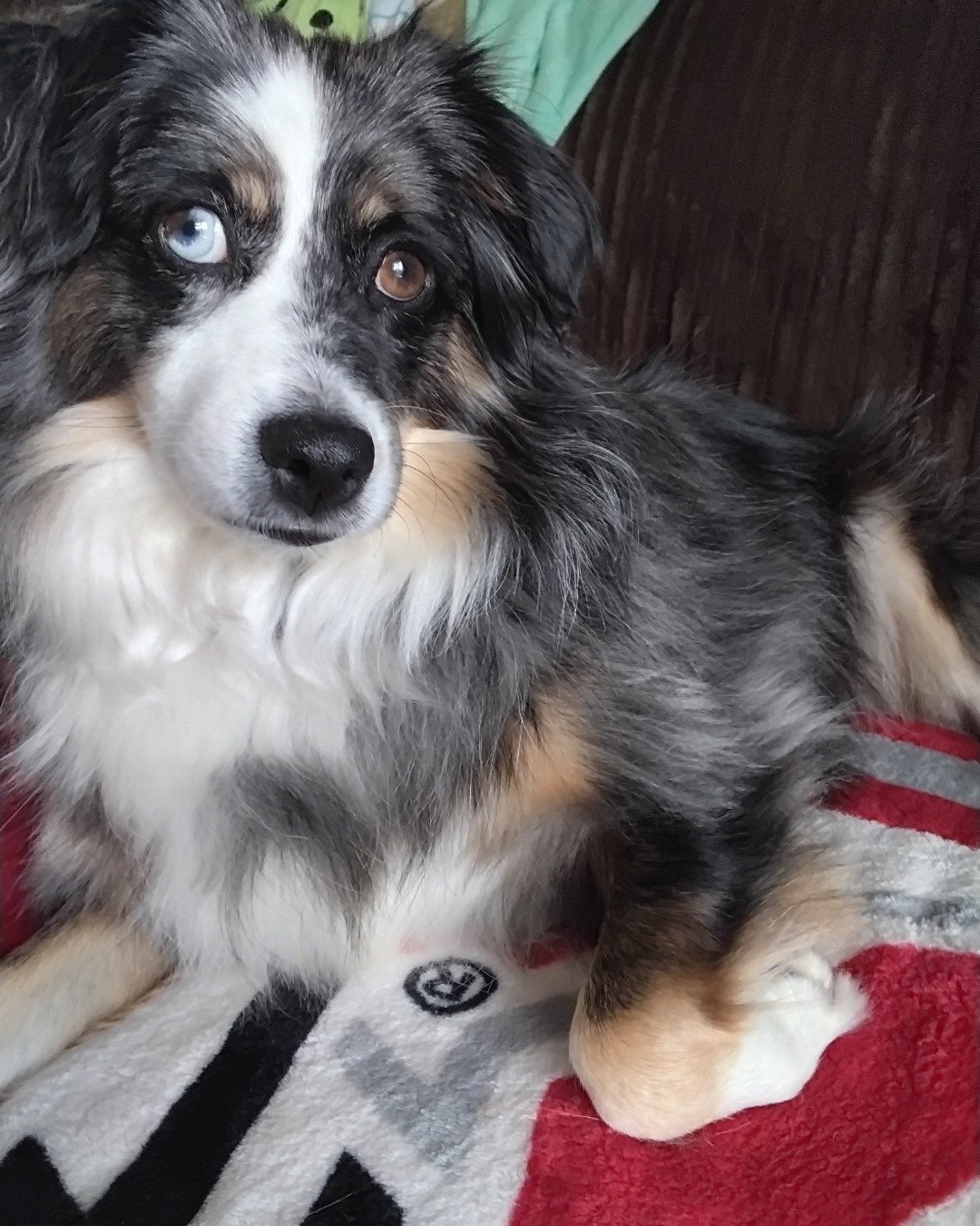 Dixie 2 the Australian shepherd. Dog, Puppy