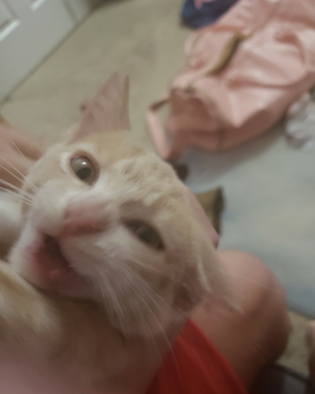Cheesecake the Domestic short hair. Person, Cat, Kitten