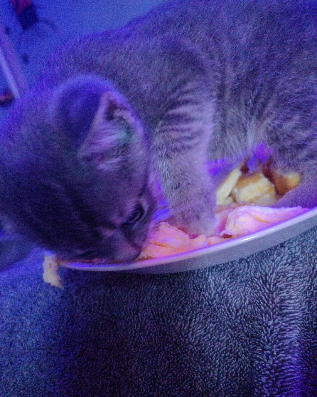toby the idk. Purple, Cat, Kitten