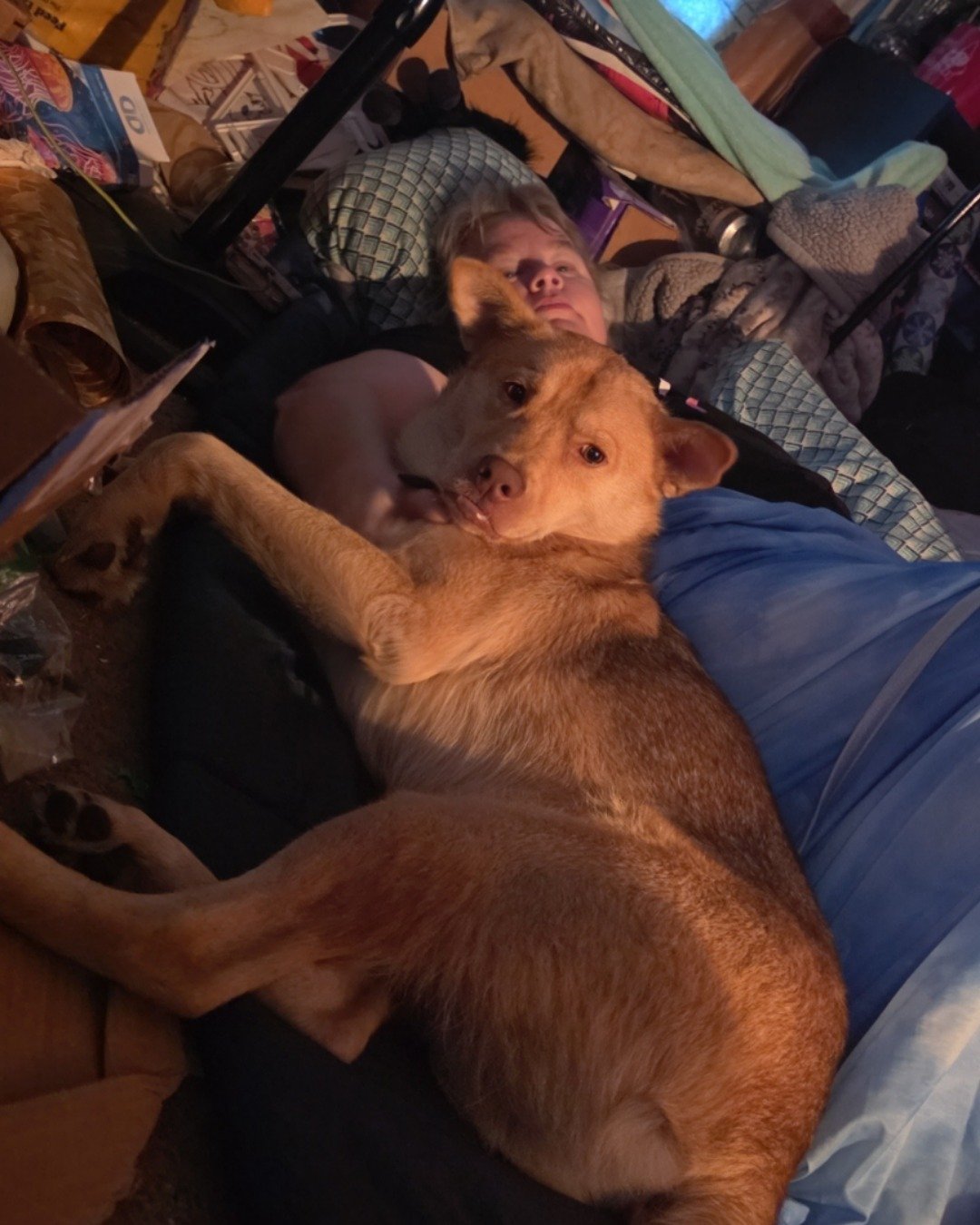 Smokey the Golden Retriever, Pitbull, English Mastiff, Siberia husky, C. Couch, Furniture, Dog, Puppy, Person, Sleeping