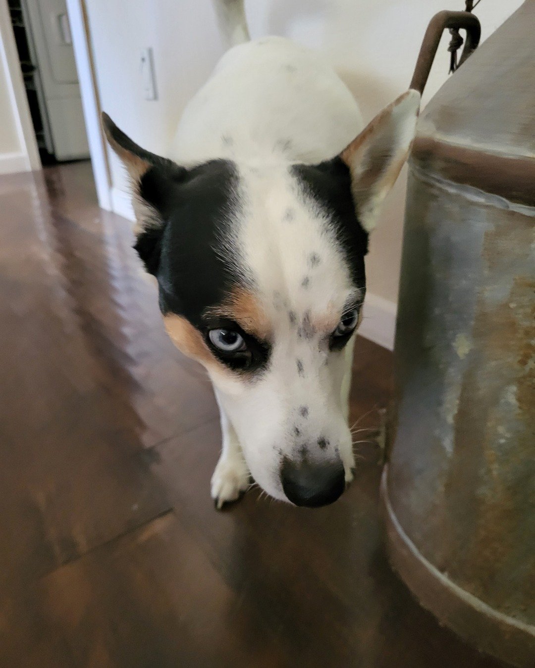 Billy the 1/4 Chihuahua 3/4 Queensland healer. Dog, Puppy, Floor, Hound