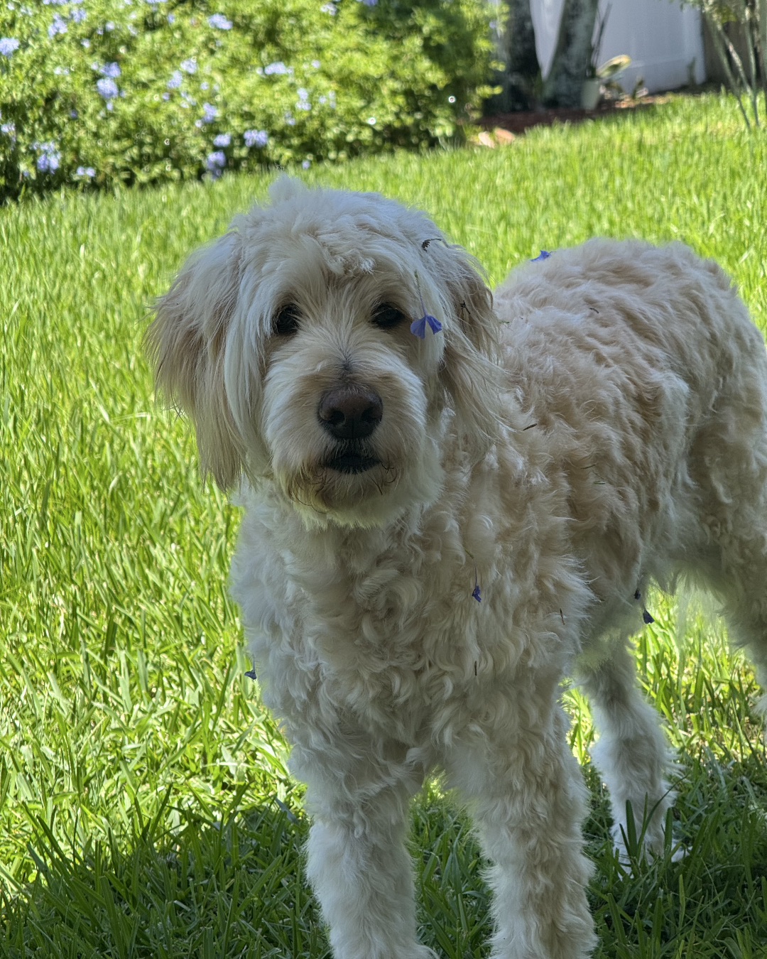 Bria the Goldendoodle. Grass, Plant, Dog, Lawn, Puppy, Terrier