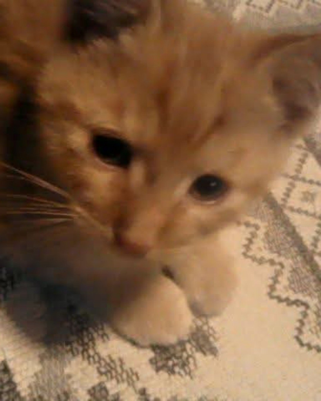 Tiger the tabby. Cat, Kitten, Dog