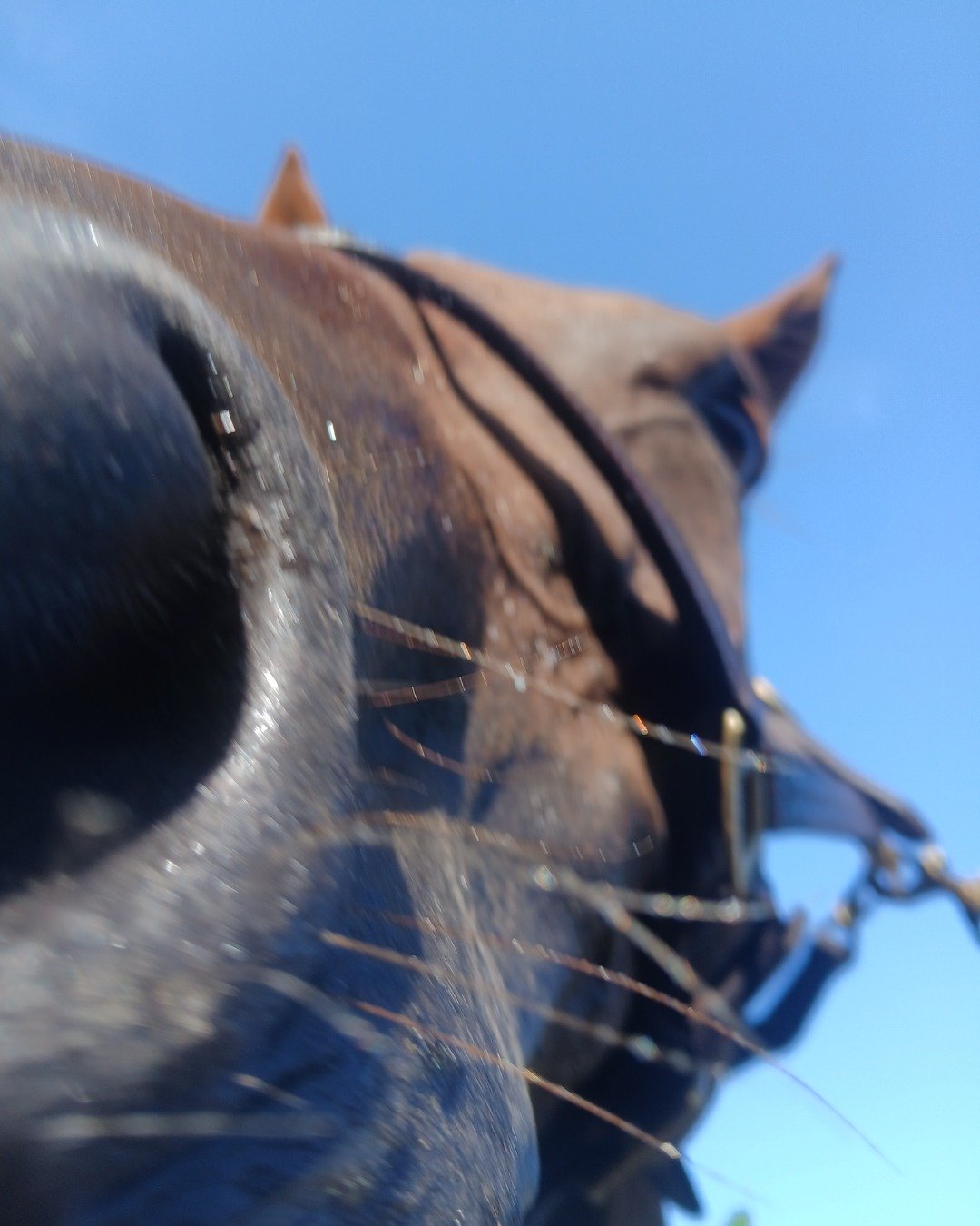 DEWY! the TB;ARABIAN Cross. Horse, Colt Horse