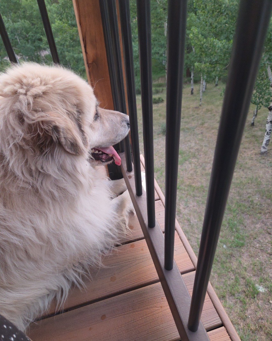 Magni the Great Pyrenees. Architecture, Building, House, Housing, Porch, Deck