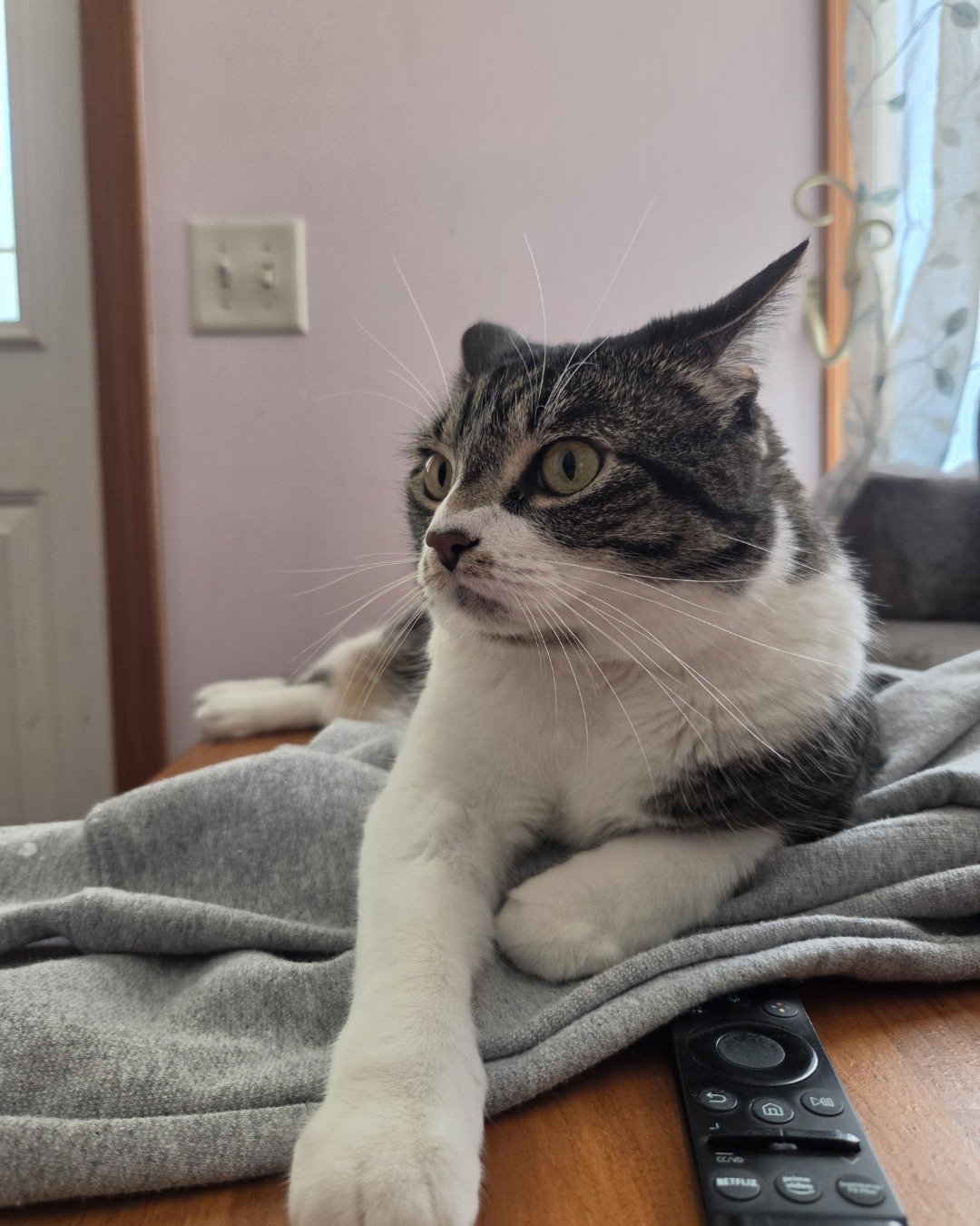 Star the mix. Electronics, Remote Control, Blanket, Cat, Couch, Furniture