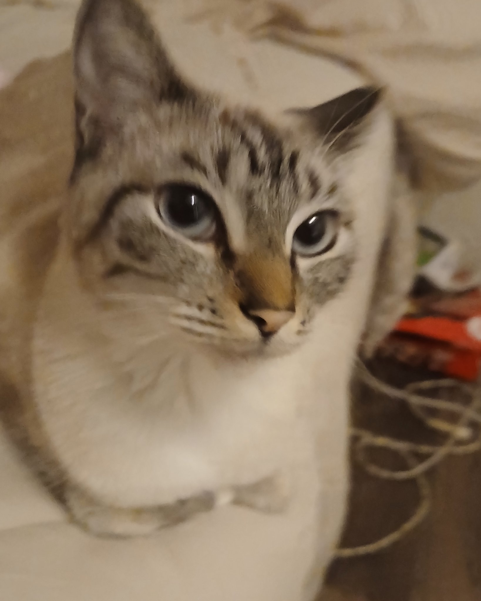 Marie the Siamese lynx. Cat, Siamese
