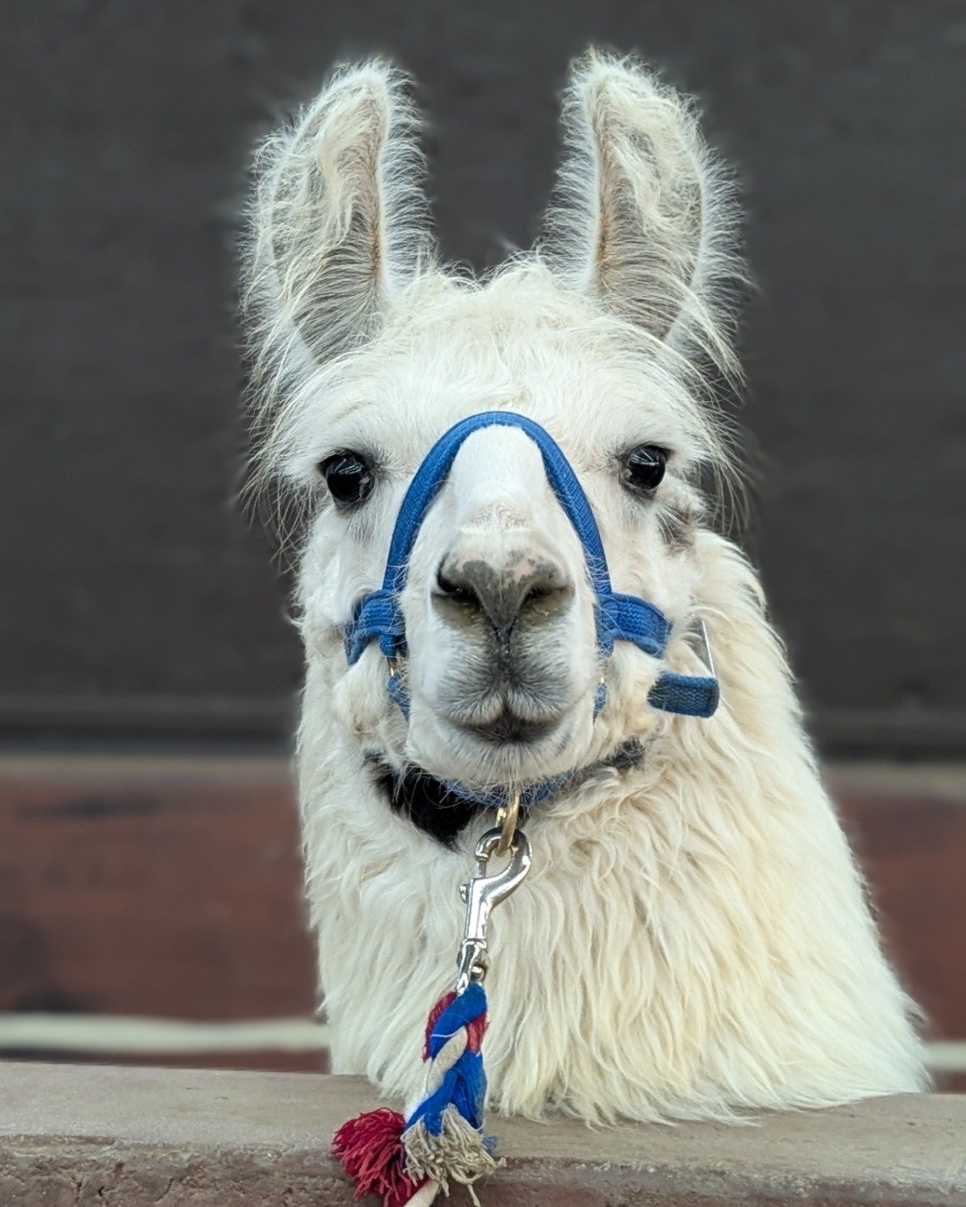 Stanley the Llama. Llama, Horse