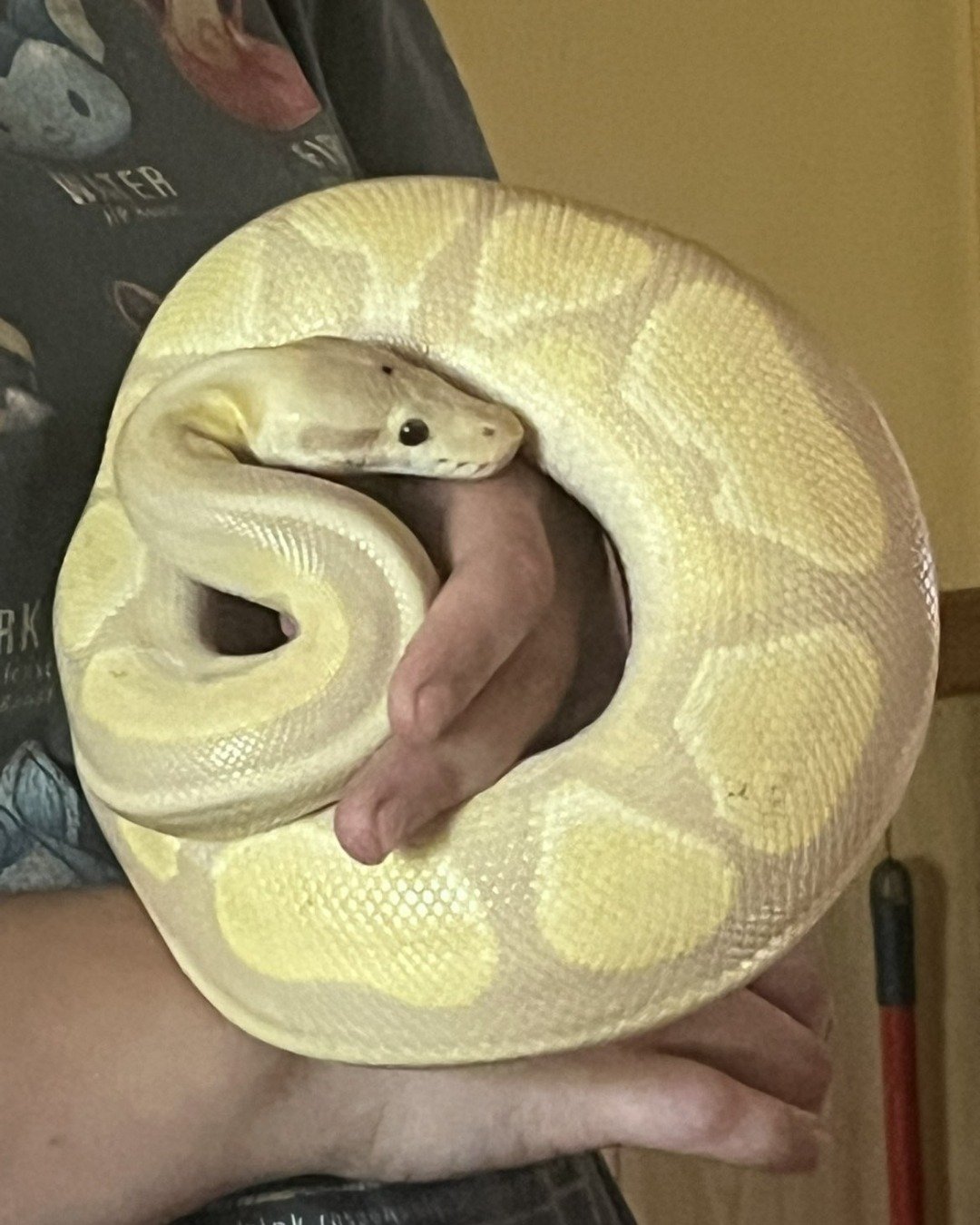 Gouda the Ball Python. Reptile, Snake