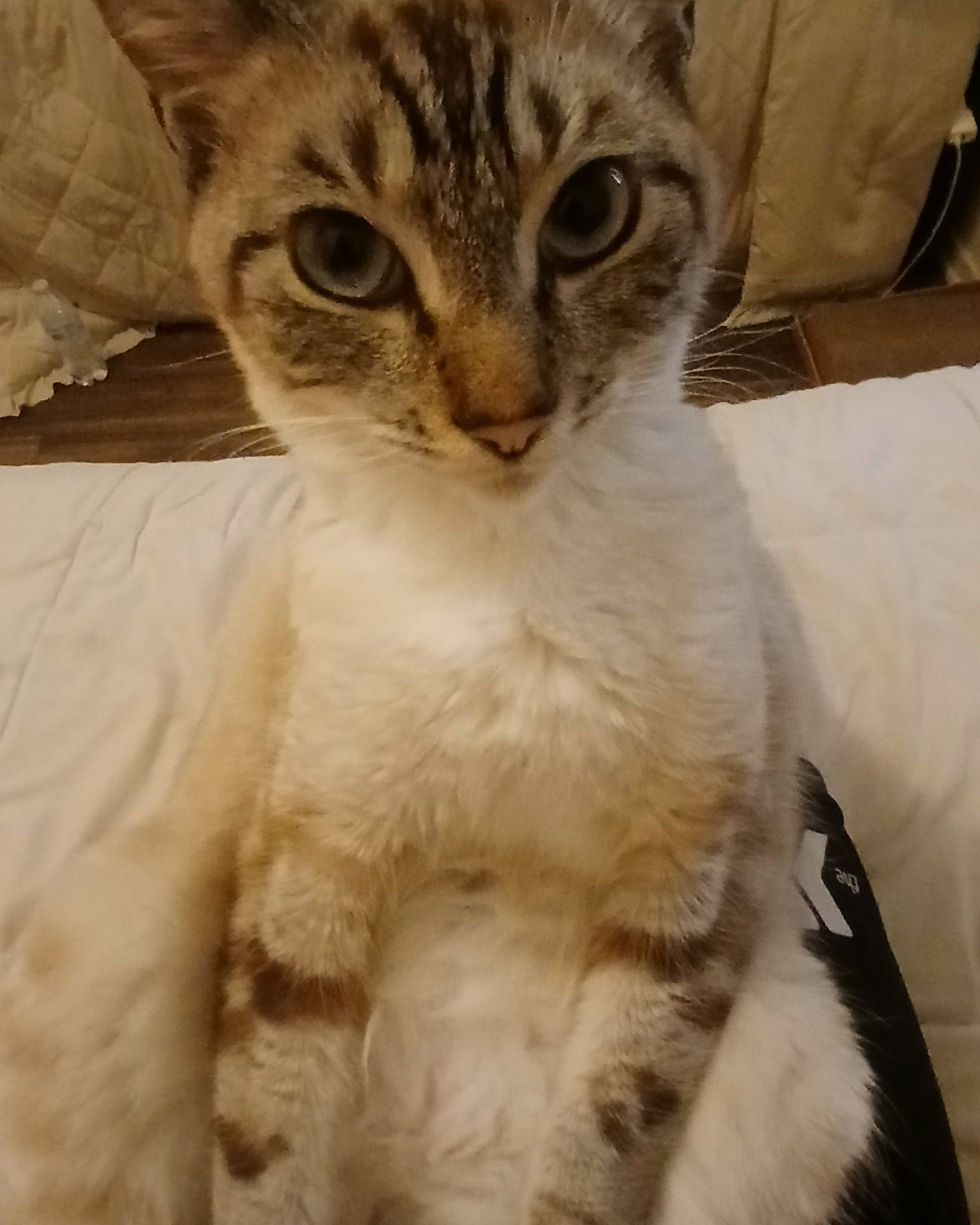 Marie the Siamese lynx. Cat, Kitten