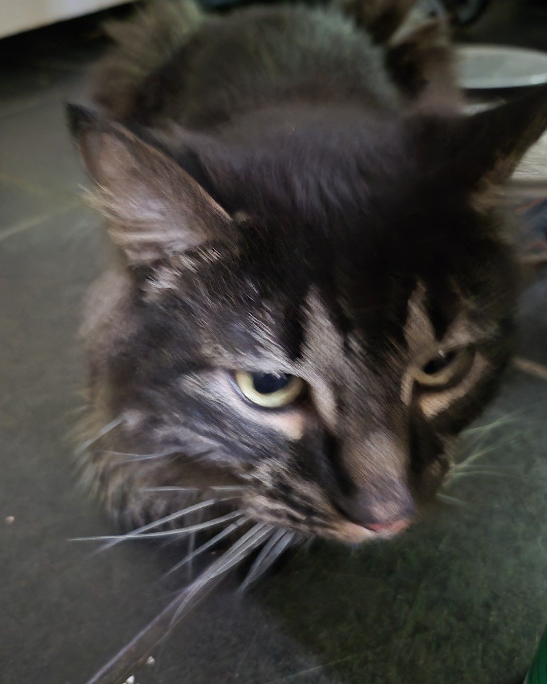 Morgan. Cat, Kitten