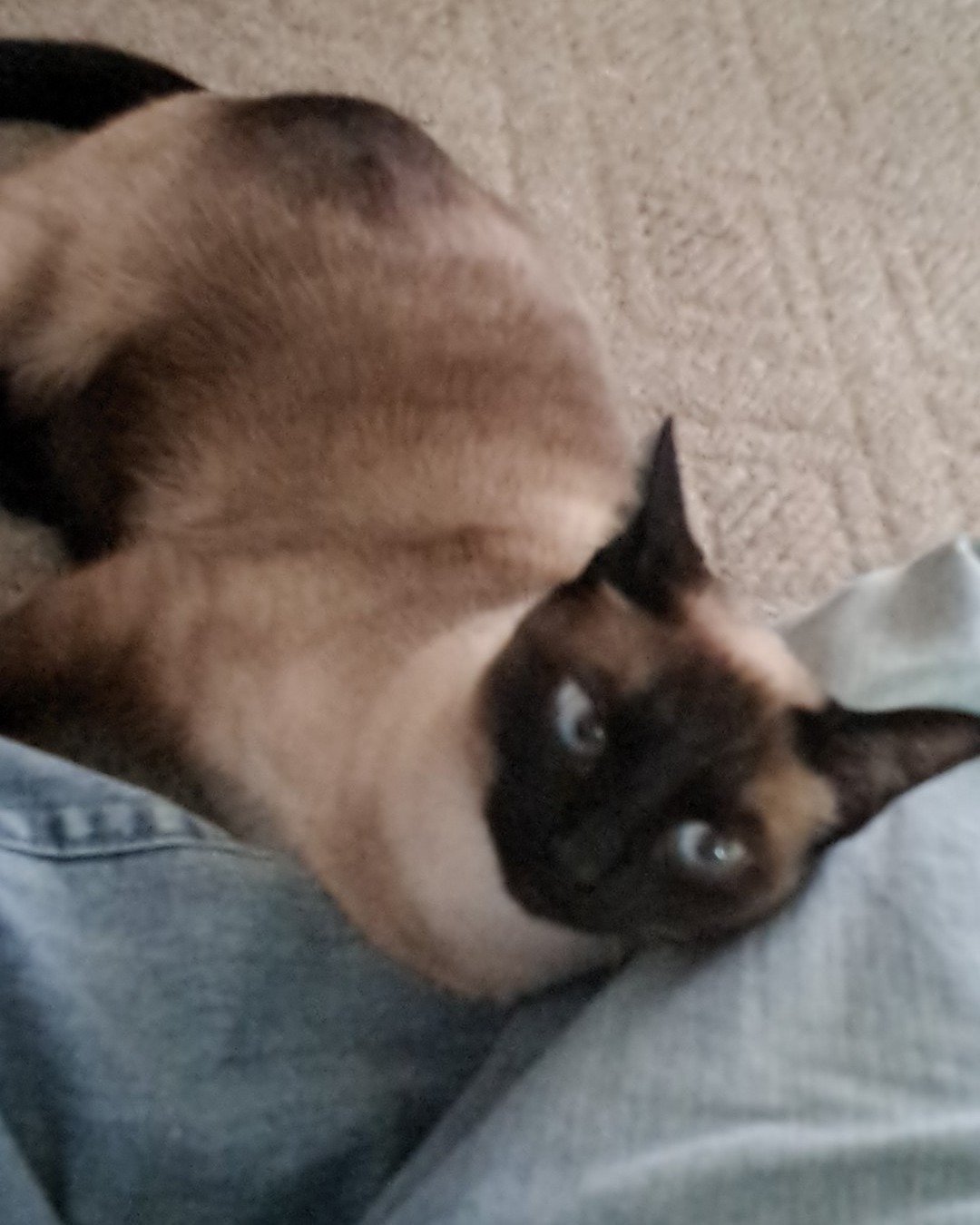 Luna🌙💫 (twin of Stella) the Siamese. Cat, Siamese, Dog