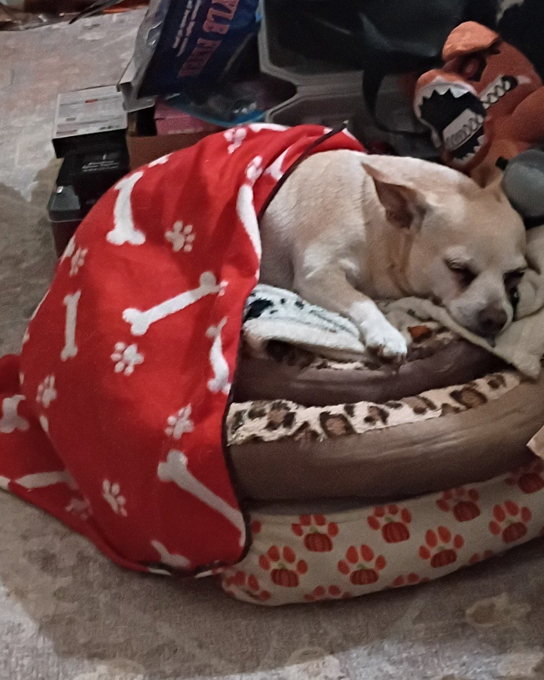 Simba. Cushion, Home Decor, Dog, Puppy, Blanket, Person