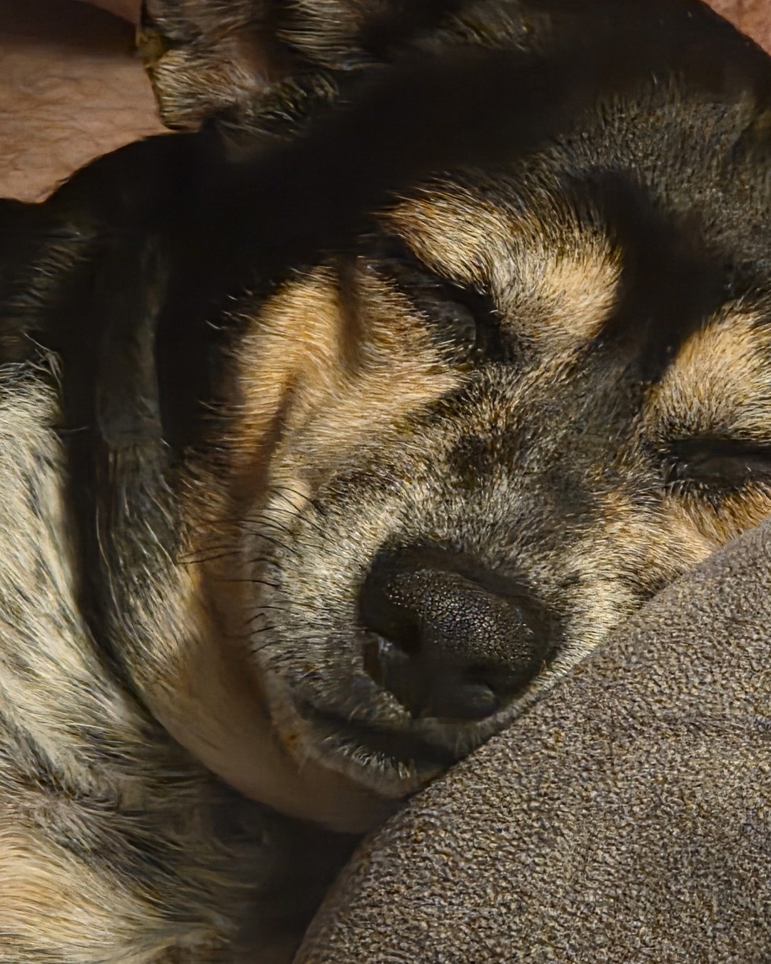Ella Mae the Chihuahua mix. Dog, Puppy, Hound, German Shepherd
