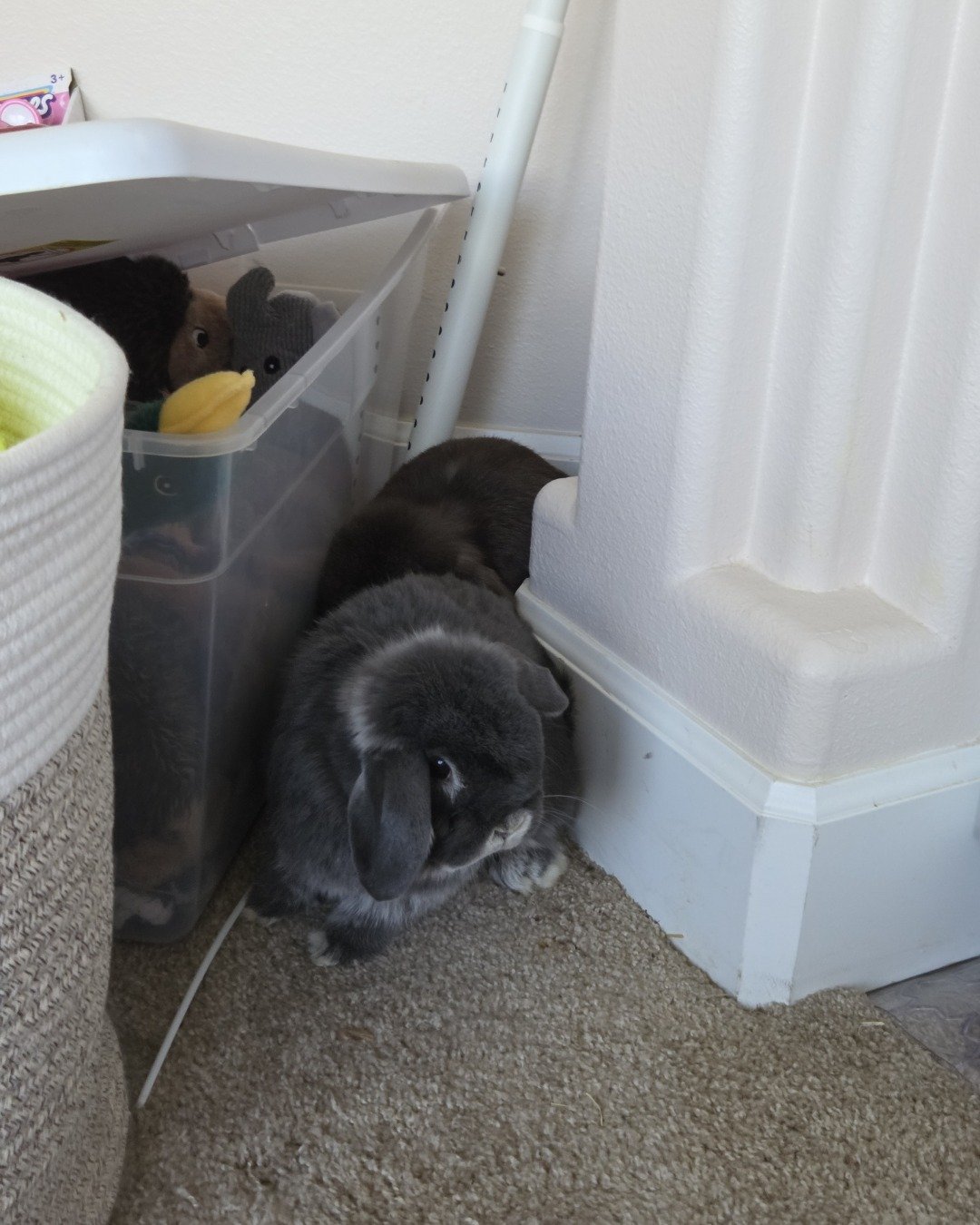 Hoppy. Floor, Cat, Rabbit, Flooring