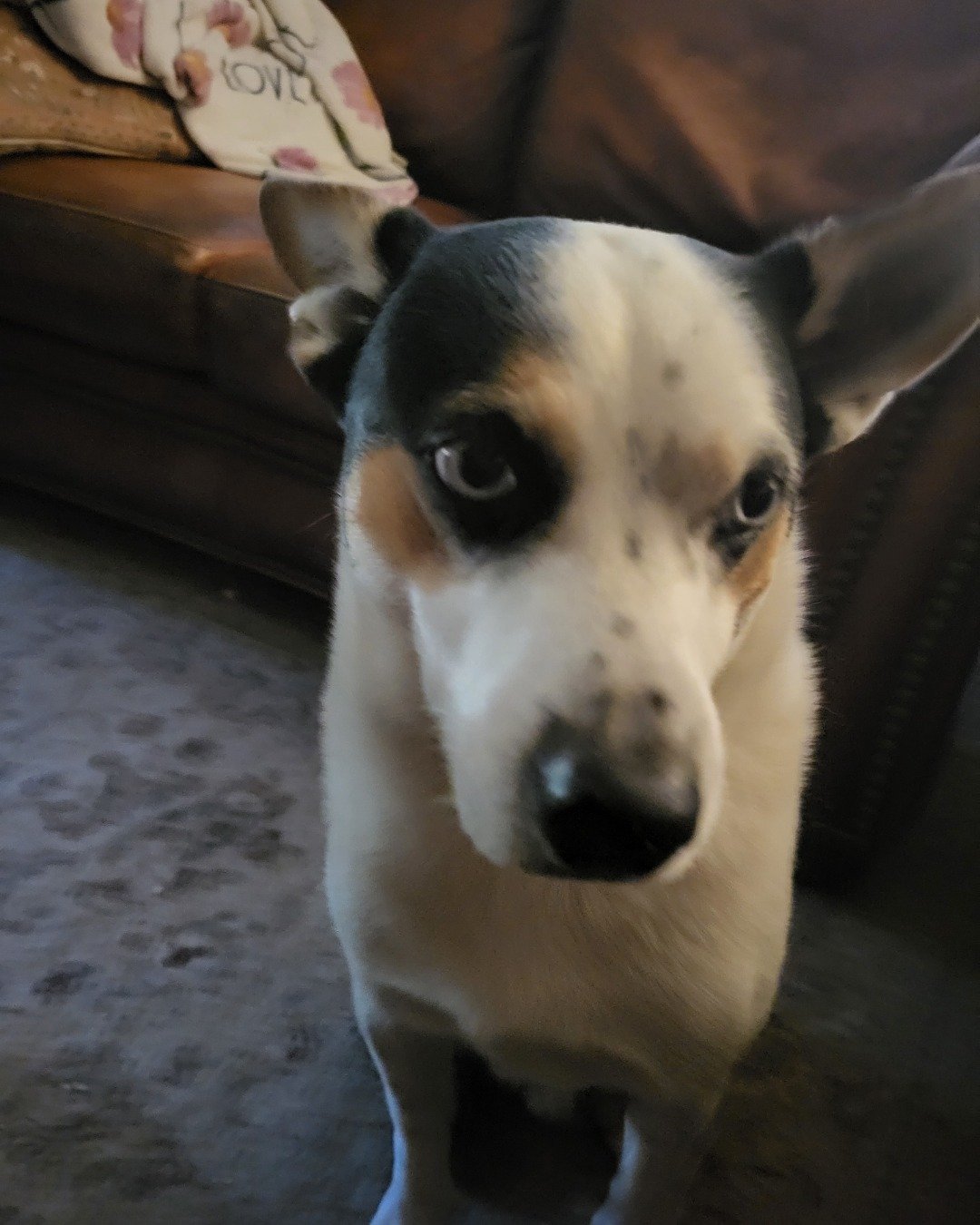 Billy the 1/4 Chihuahua 3/4 Queensland healer. Dog, Puppy, Hound, Couch, Furniture, Husky