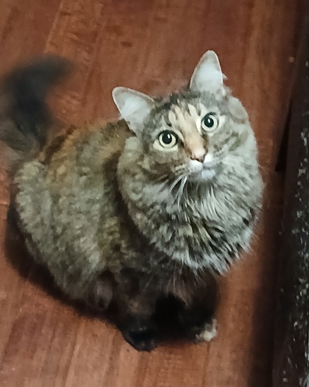 goober the tabby cat. Hardwood, Wood, Cat, Manx, Kitten