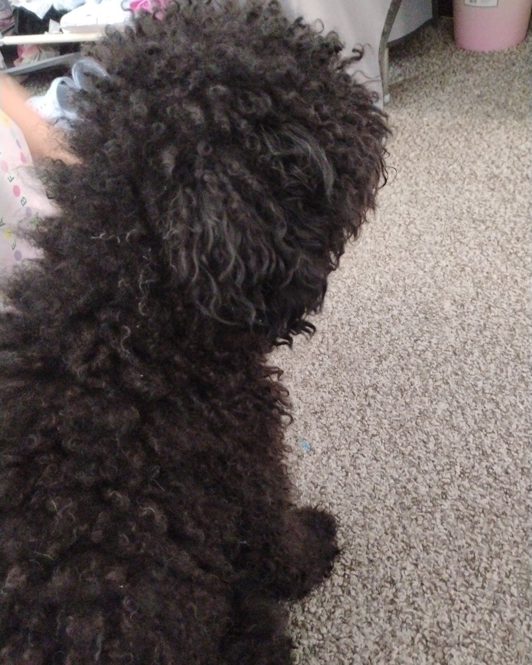 Brownie the black poodle. Dog, Puppy, Poodle