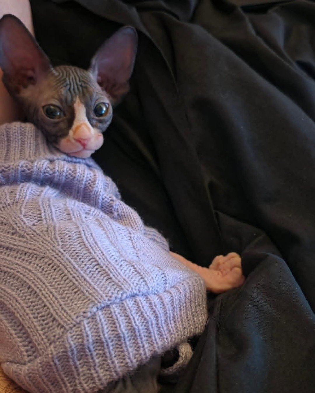 nyms (princess nymcompoop) the Sphinx. Blanket, Clothing, Knitwear, Sweater, Cat