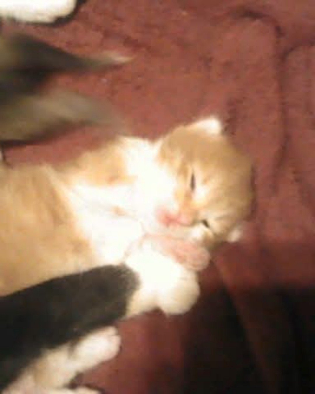 Lucky. Cat, Kitten