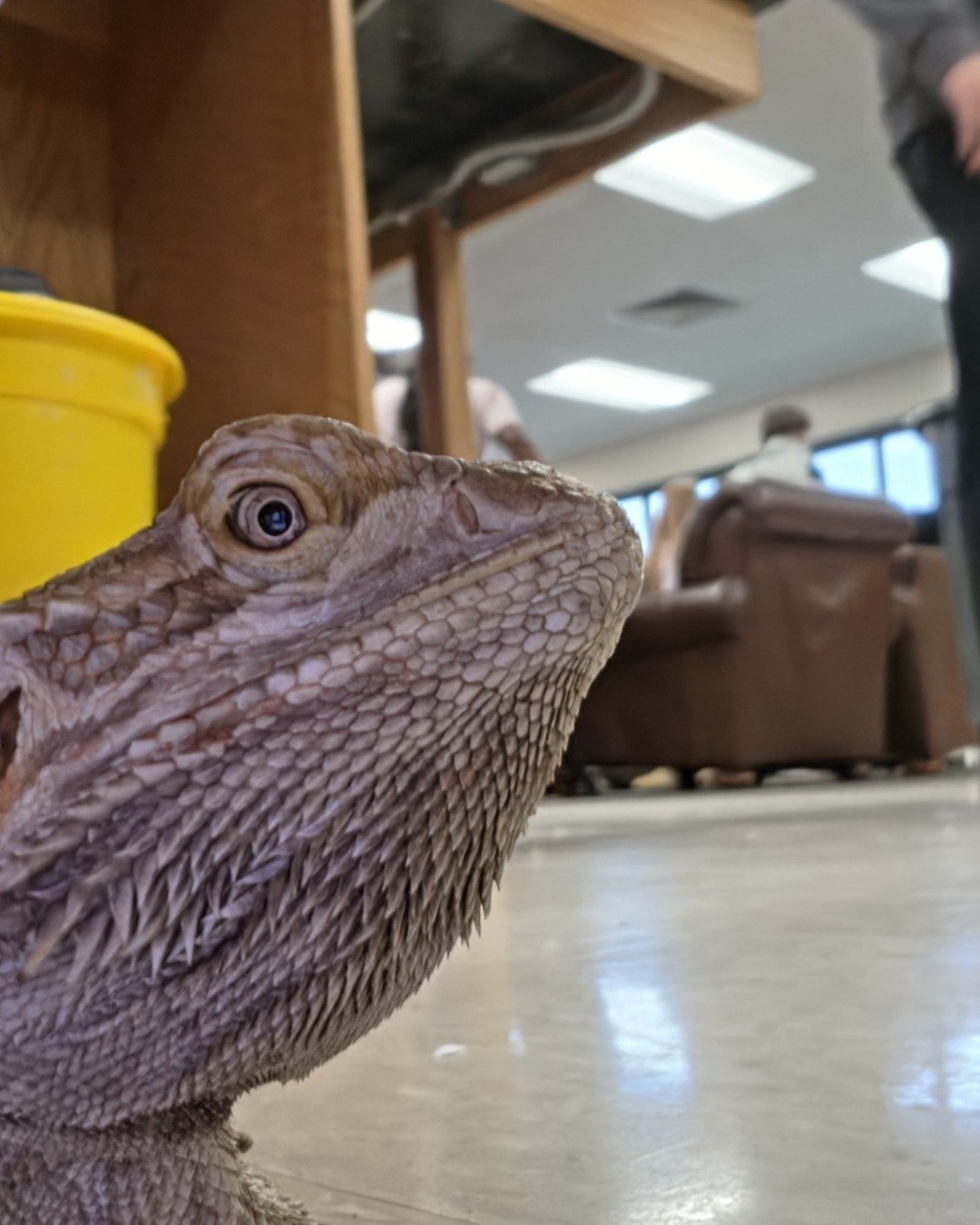 Ragael the Bearded Dragon. Lizard, Reptile, Iguana, Floor, Person, Wood