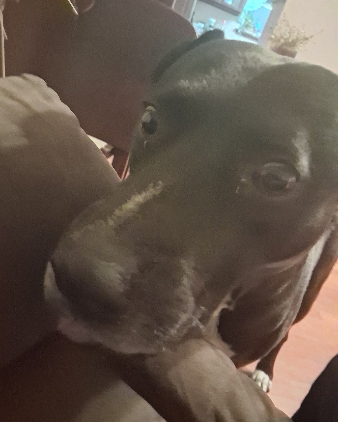 milo the lab. Dog, Puppy, Adult, Male, Man, Person