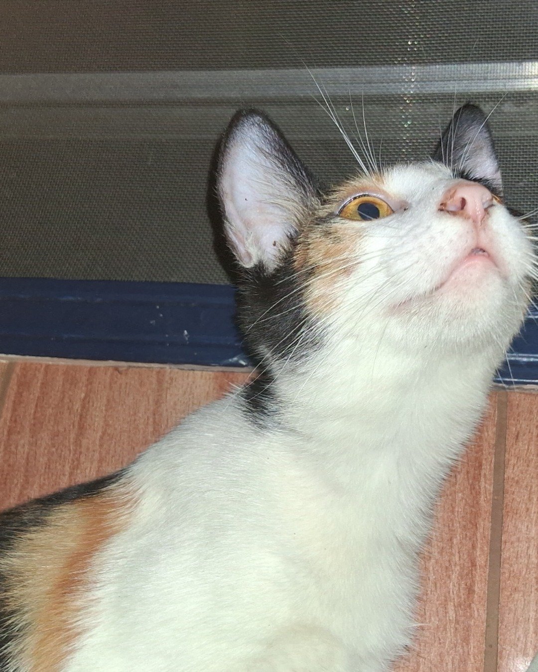 Leslie (Les) the Calico short hair. Cat, Kitten