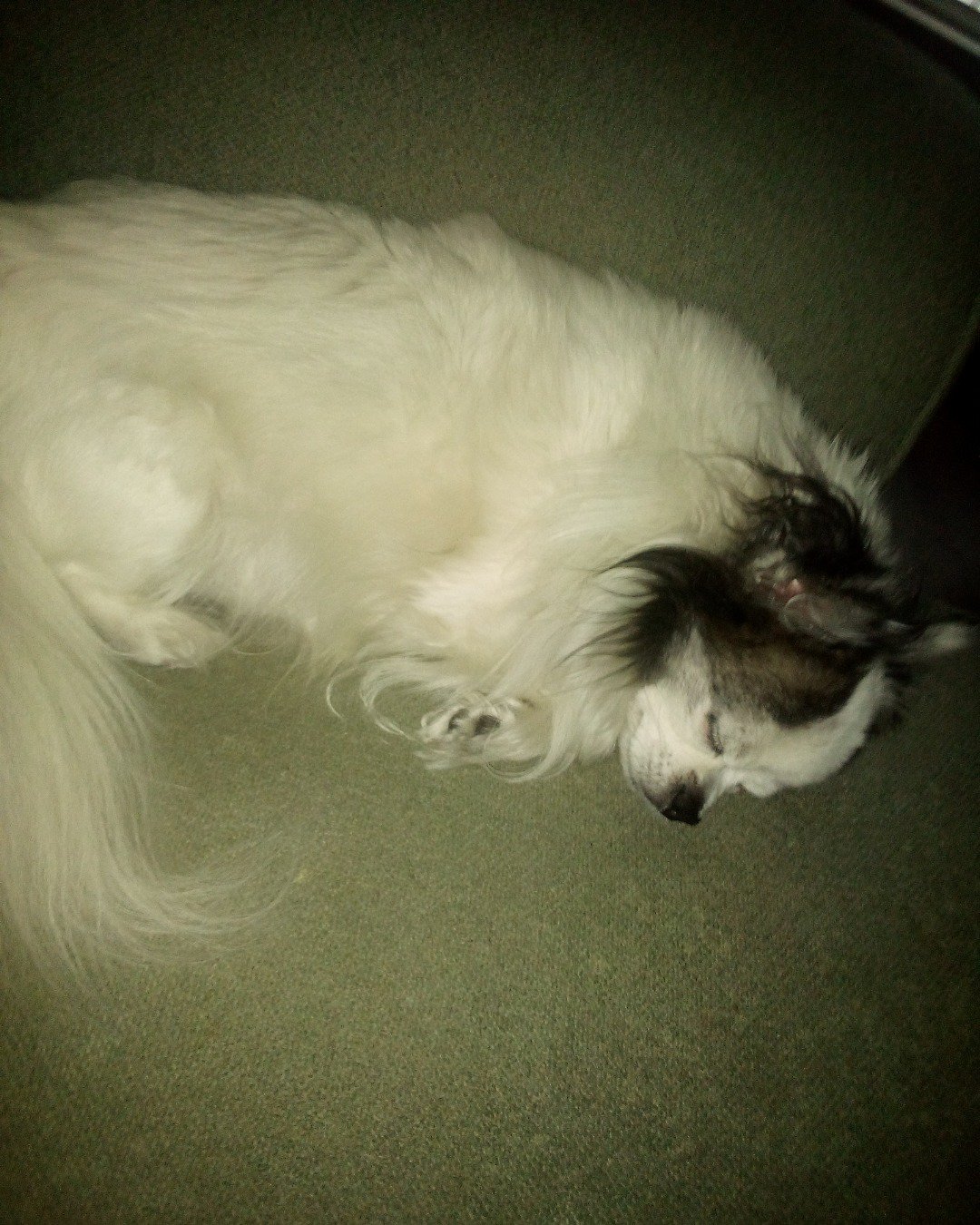Patches the Long Hair Chihuahua. Dog, Eskimo Dog, Puppy