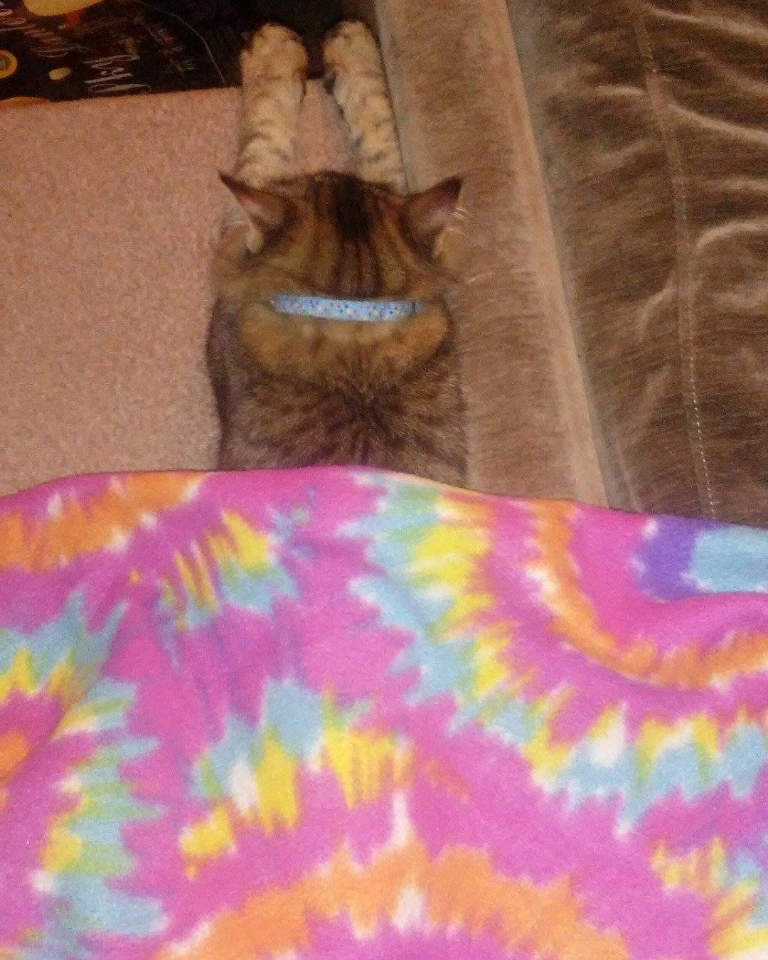 Booey; Baby Boy; Ka-Booey; Boo-Titters the MaineCoon Mix, Tabby. Couch, Furniture, Cushion, Home Decor, Blanket, Cat