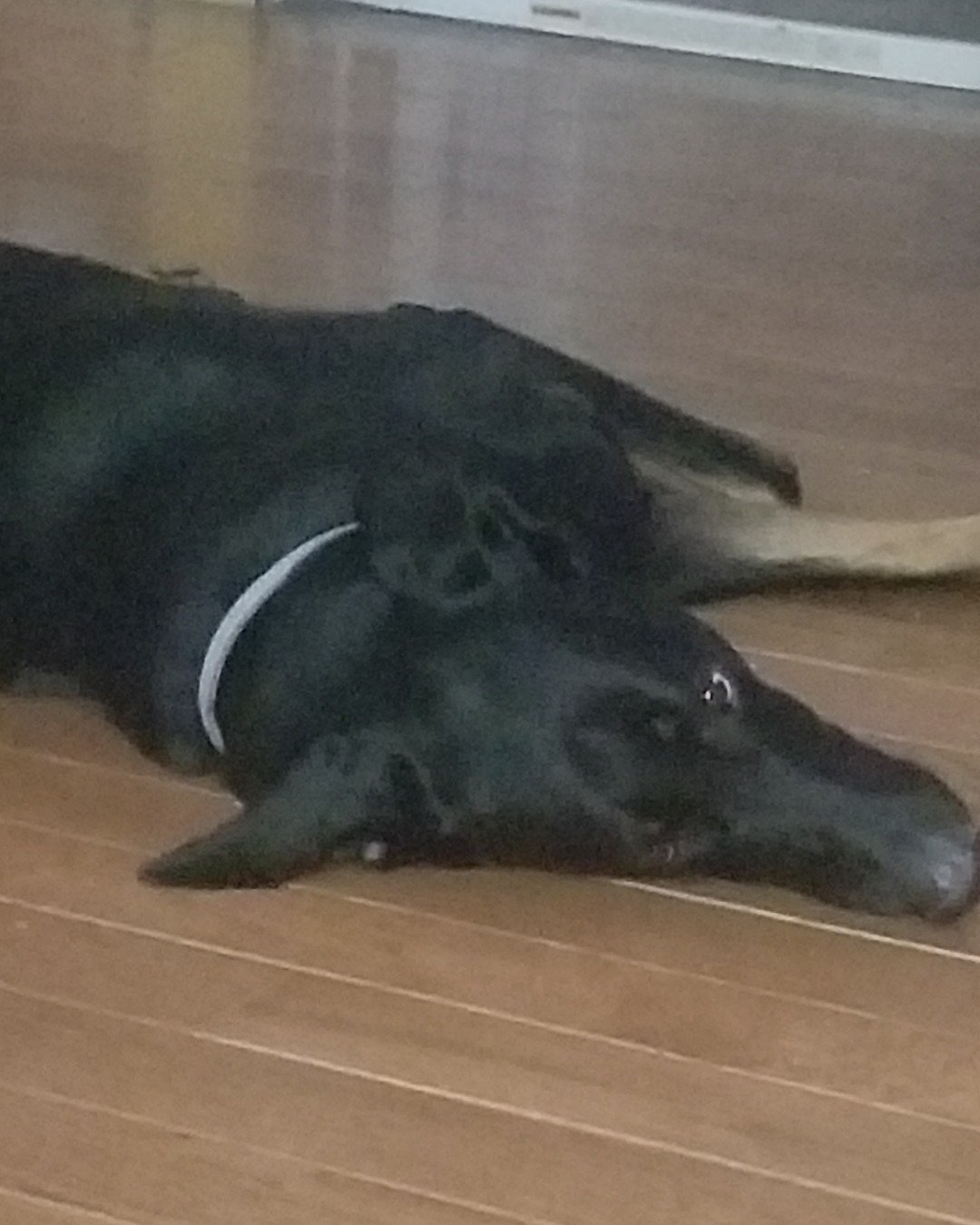 fixet the mix. Bear, Dog
