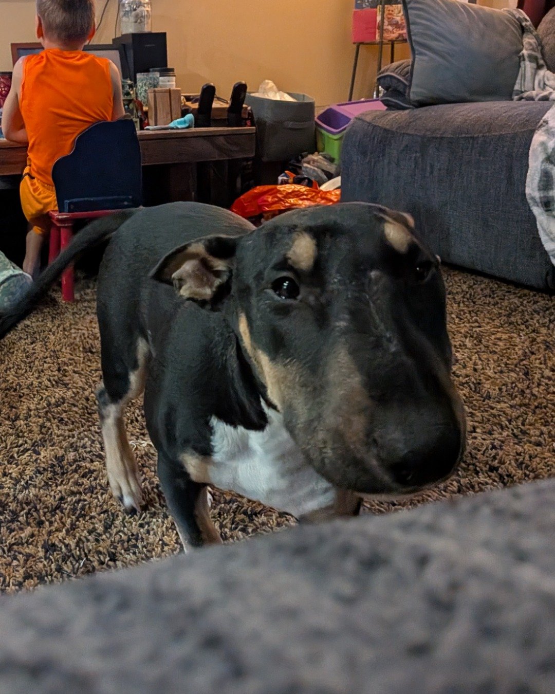 Apache the bull terrier. Couch, Furniture, Architecture, Building, Indoors, Living Room