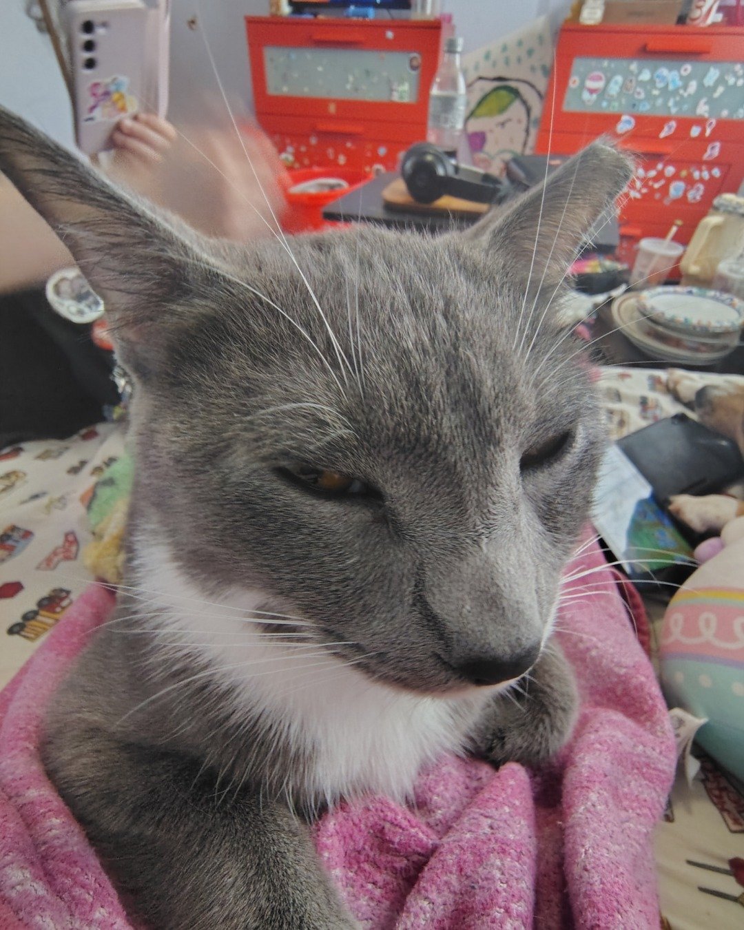 Smokey!! the domestic shorthair. Abyssinian, Cat, Electronics, Headphones, Cup