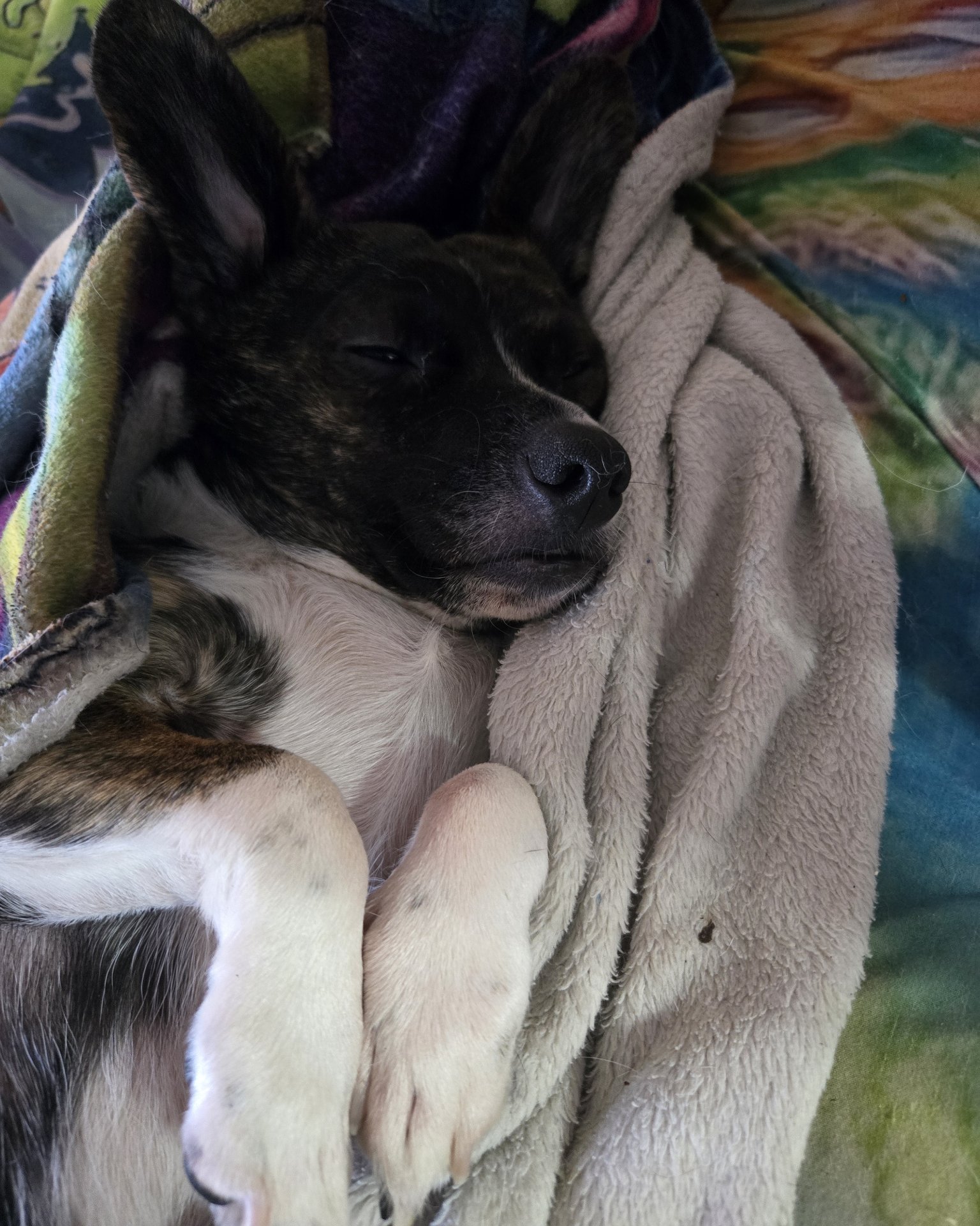 Zipper the chiweenie. Blanket, Dog, Puppy