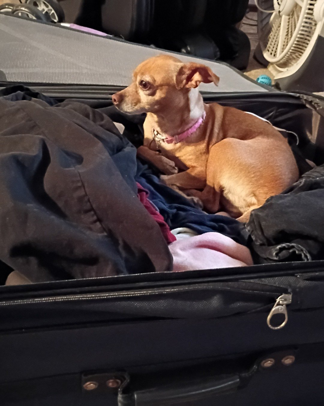 Freya Goddess the deer head Chihuahua. Baggage, Dog, Suitcase