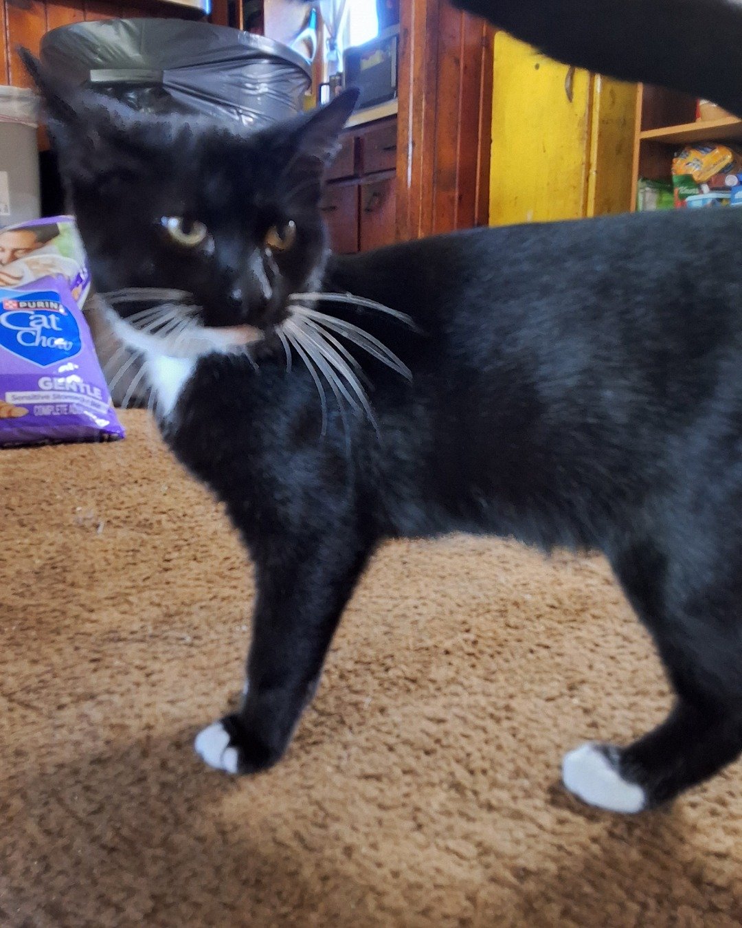 Maxwell the IDK. Cat