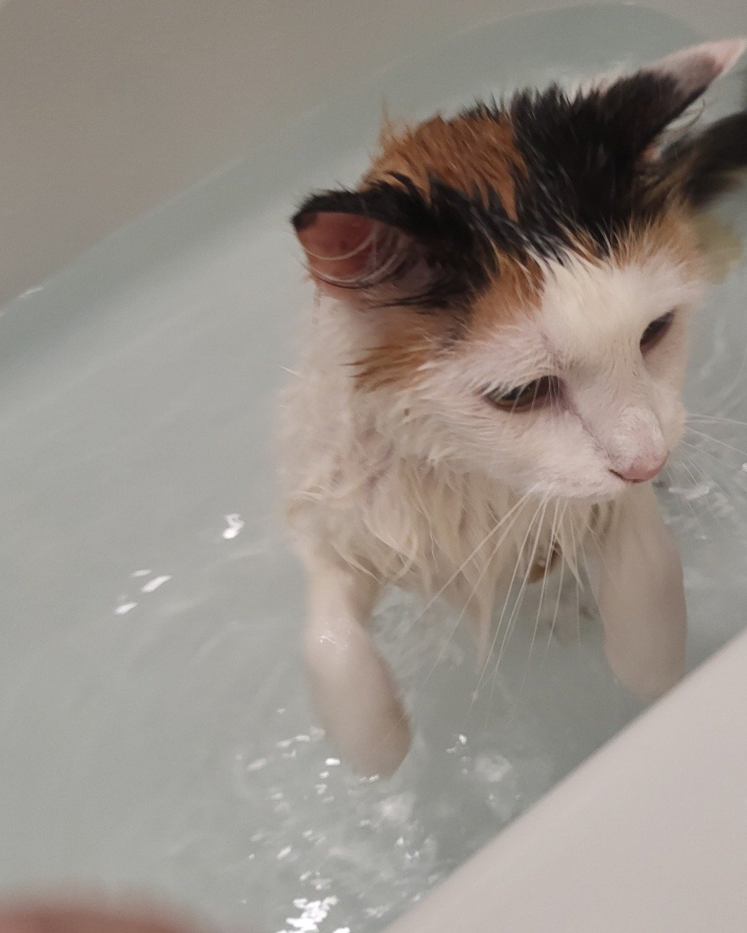 daisy. Bathing, Tub, Bathtub, Person, Cat, Kitten