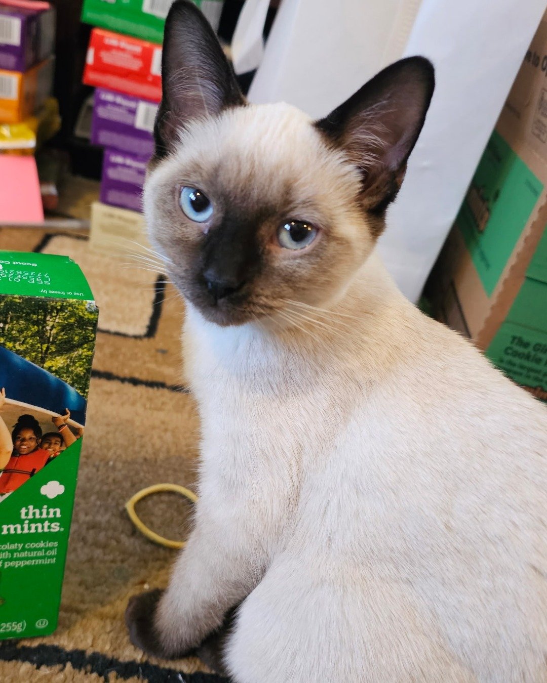 Luna🌙💫 (twin of Stella) the Siamese. Cat, Siamese, Person