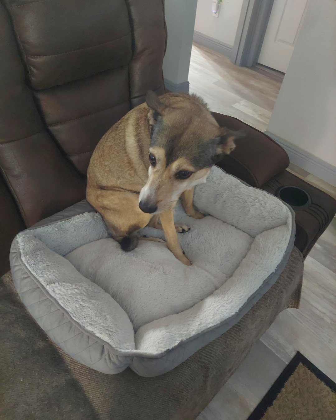 Winston the mix breed. Dog, Dog Bed, Home Decor, Rug