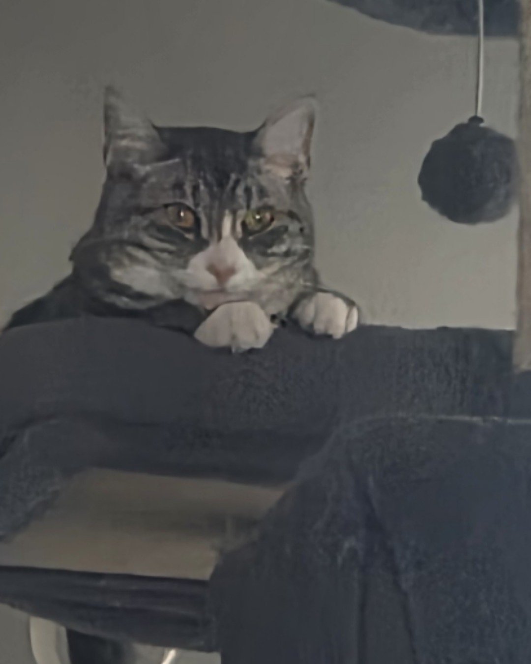 Kira the Tabby. Cat, Kitten, Abyssinian